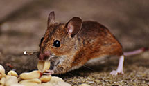 24 Hour & Emergency Exterminators in Lebanon, PA